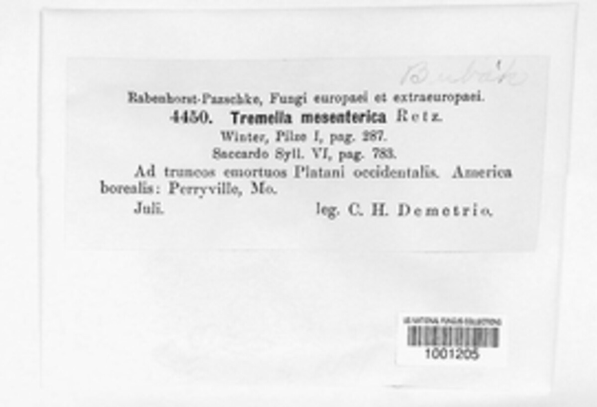 Tremella mesenterica image